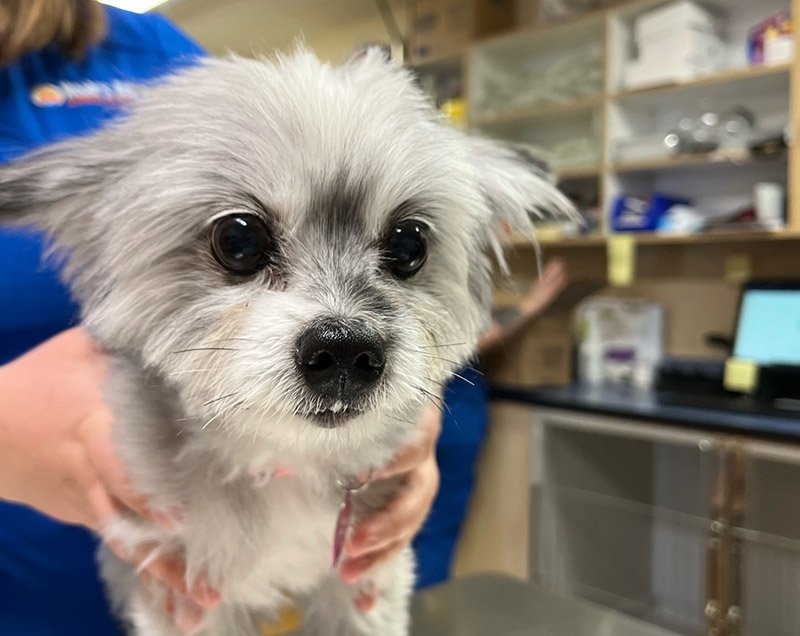 ComprehensiveVeterinaryServices_11_horz