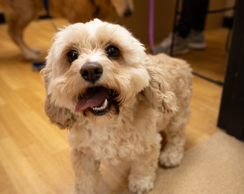pet nutrition and dietary counseling